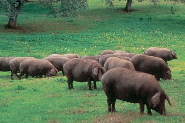 Venta y distribución de productos cárnicos.